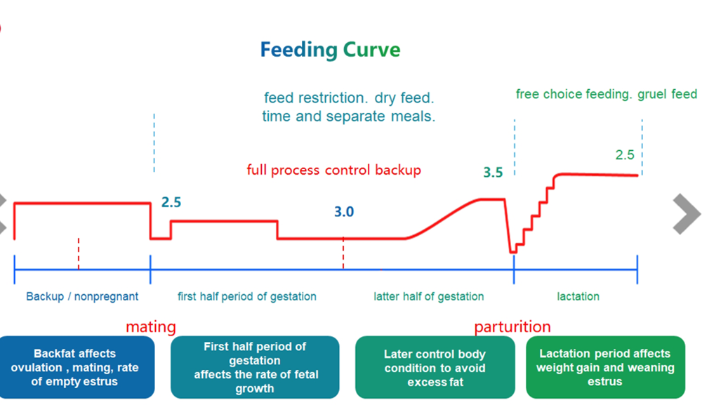 Pig Feeding Curve